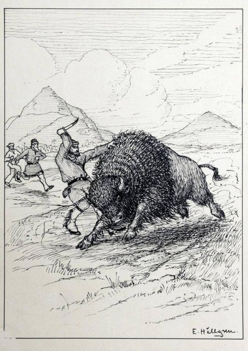 Bisonoxe huggs i bogen av ursinning man med kortsabel.